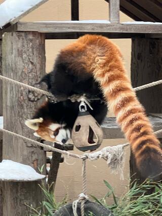 旭山動物園のクチコミ写真2