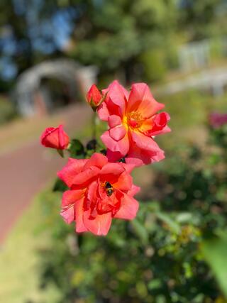 京都府立植物園のクチコミ写真2