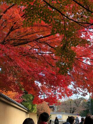 東福寺のクチコミ写真10