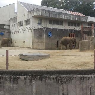 愛媛県立とべ動物園の写真23