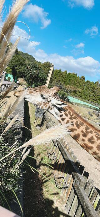 鹿児島市平川動物公園のクチコミ写真3