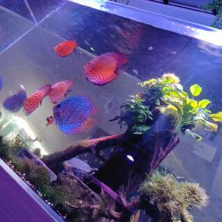 aquarium dining サカナノセカイの写真21