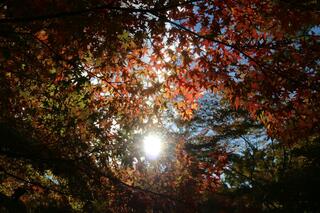 国営武蔵丘陵森林公園のクチコミ写真1