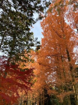 京都府立植物園のクチコミ写真2