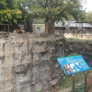 愛媛県立とべ動物園の写真22