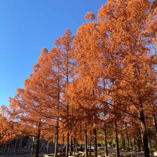 愛知県緑化センター・昭和の森の写真7