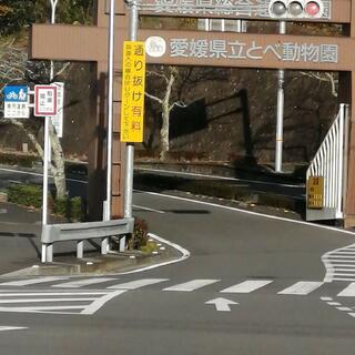 愛媛県立とべ動物園の写真17
