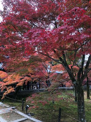 東福寺のクチコミ写真5