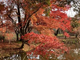京都府立植物園のクチコミ写真3