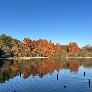 石神井公園の写真22