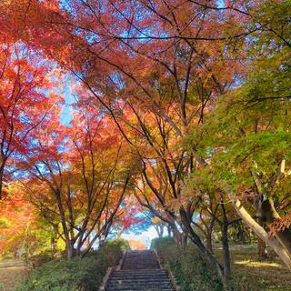 愛知県緑化センター・昭和の森の写真11