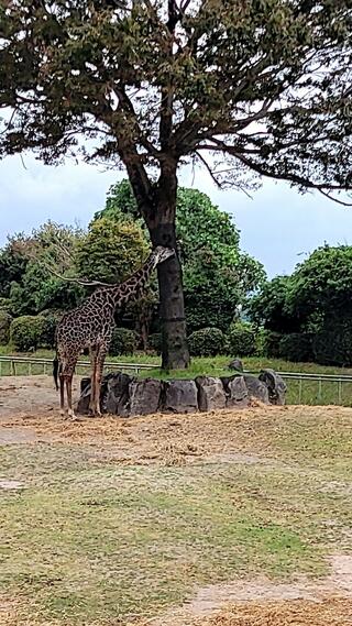 鹿児島市平川動物公園のクチコミ写真9