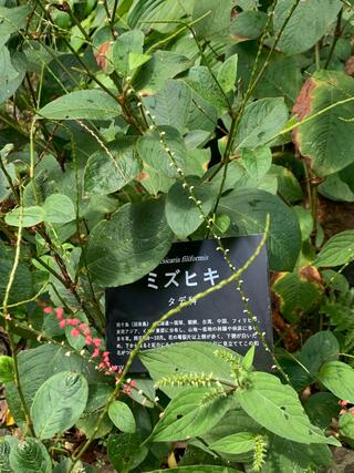 高知県立牧野植物園のクチコミ写真5