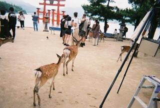 広島城のクチコミ写真1