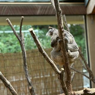 神戸市立王子動物園の写真13