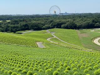 国営ひたち海浜公園のクチコミ写真2