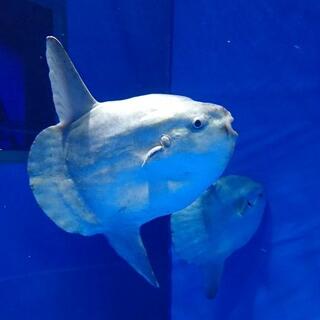 アクアワールド茨城県大洗水族館の写真13