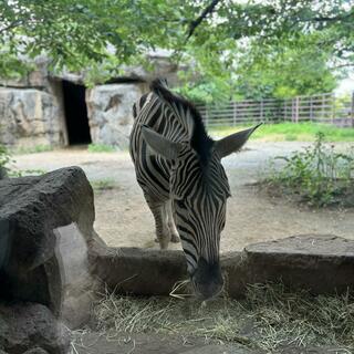 神戸市立王子動物園の写真15