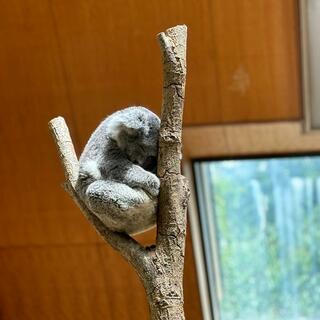 神戸市立王子動物園の写真18