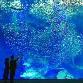 アクアワールド茨城県大洗水族館の写真12