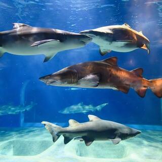 アクアワールド茨城県大洗水族館の写真9