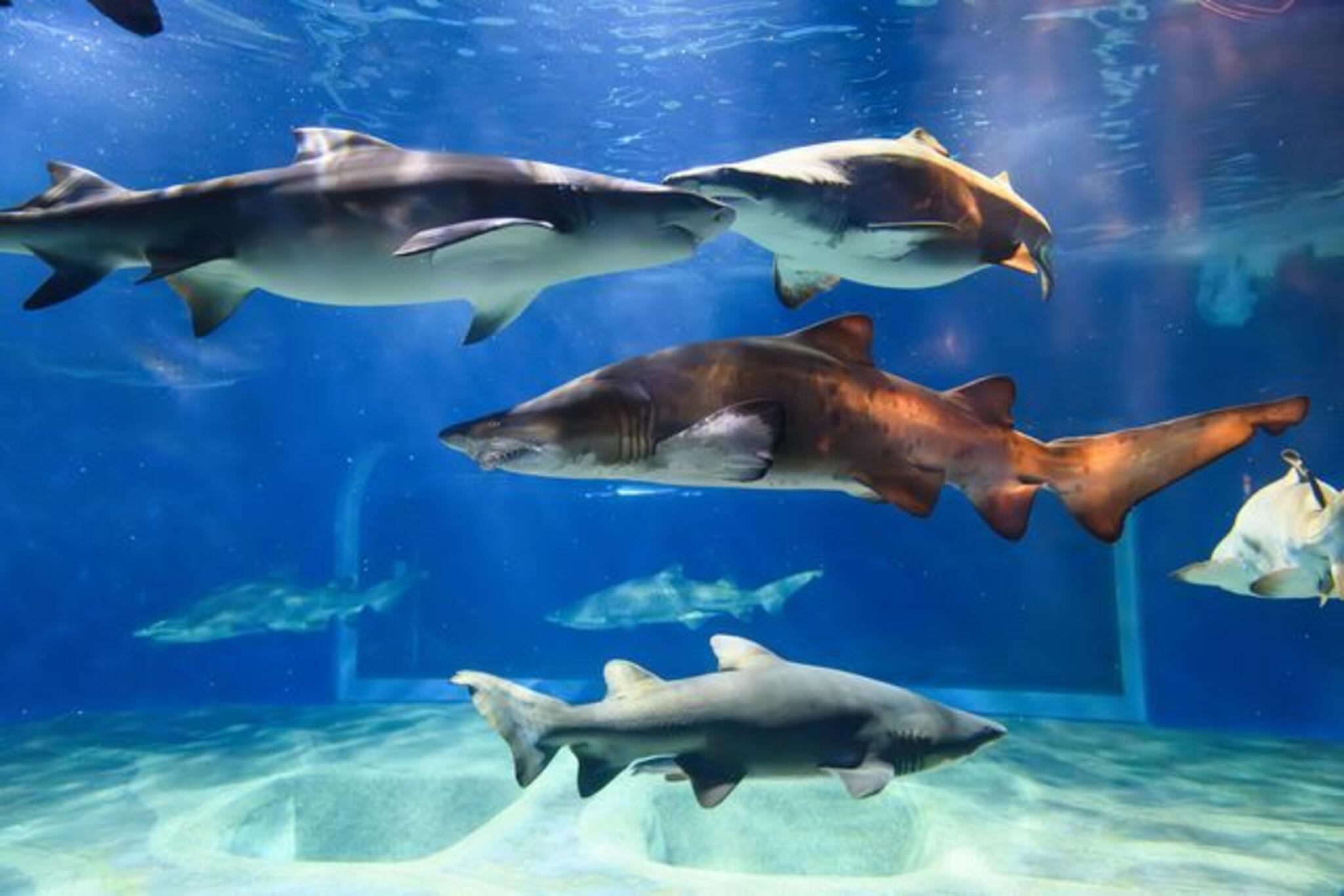 アクアワールド茨城県大洗水族館の代表写真9