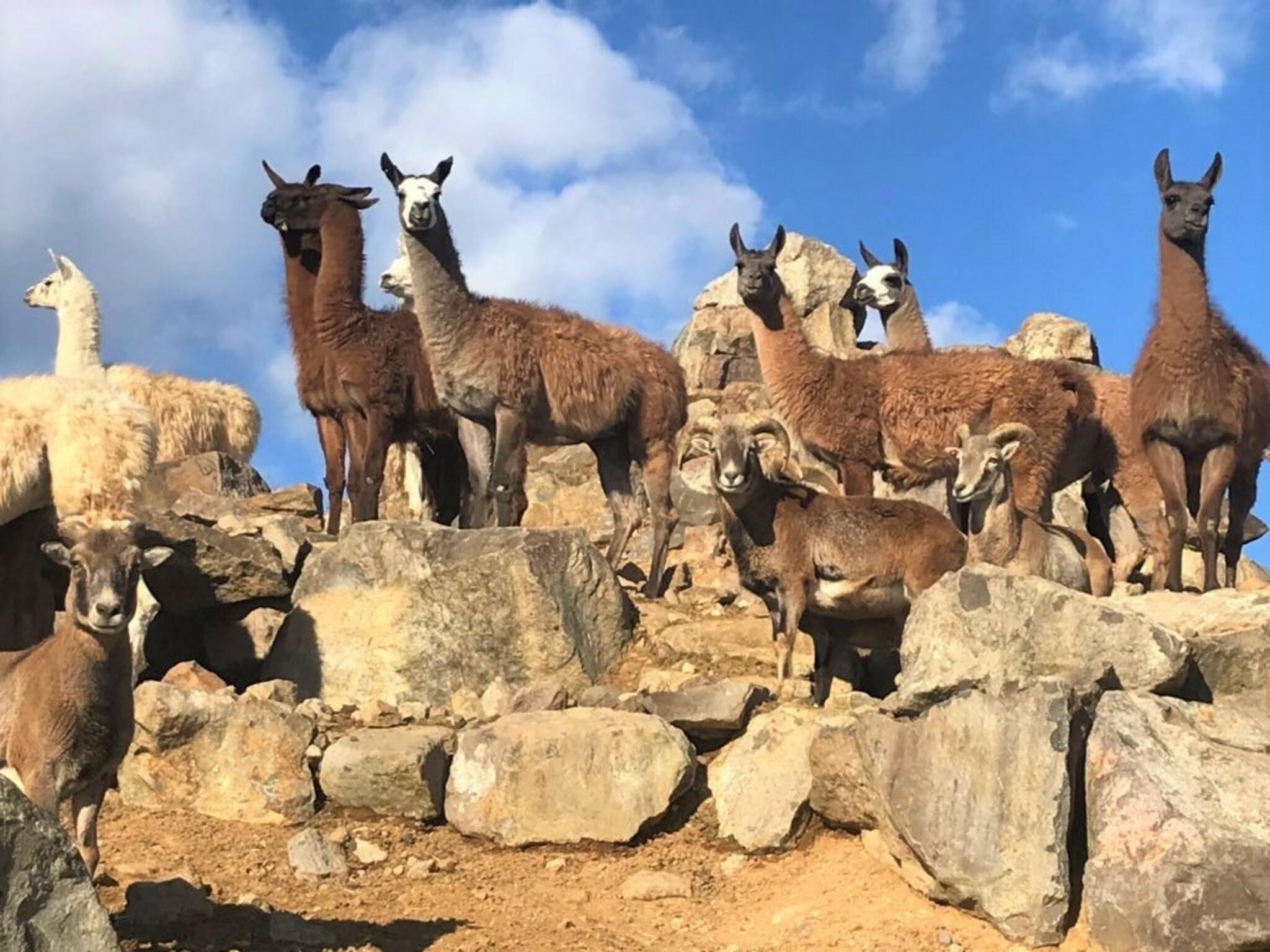 東北サファリパークの代表写真4