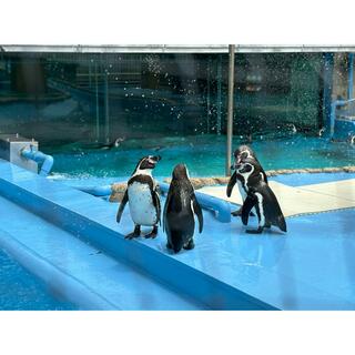 神戸市立王子動物園の写真17