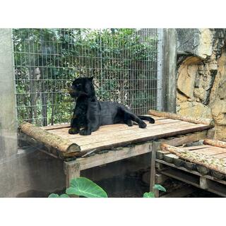 神戸市立王子動物園の写真12