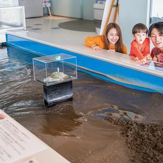 新江ノ島水族館の写真16