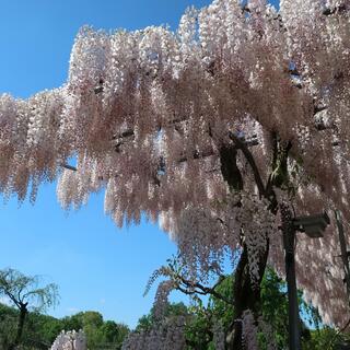 あしかがフラワーパークの写真25