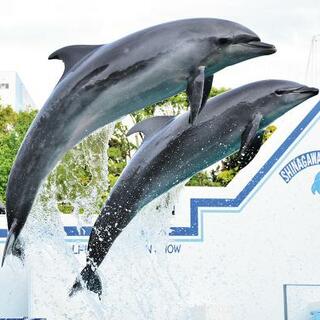 しながわ水族館の写真13