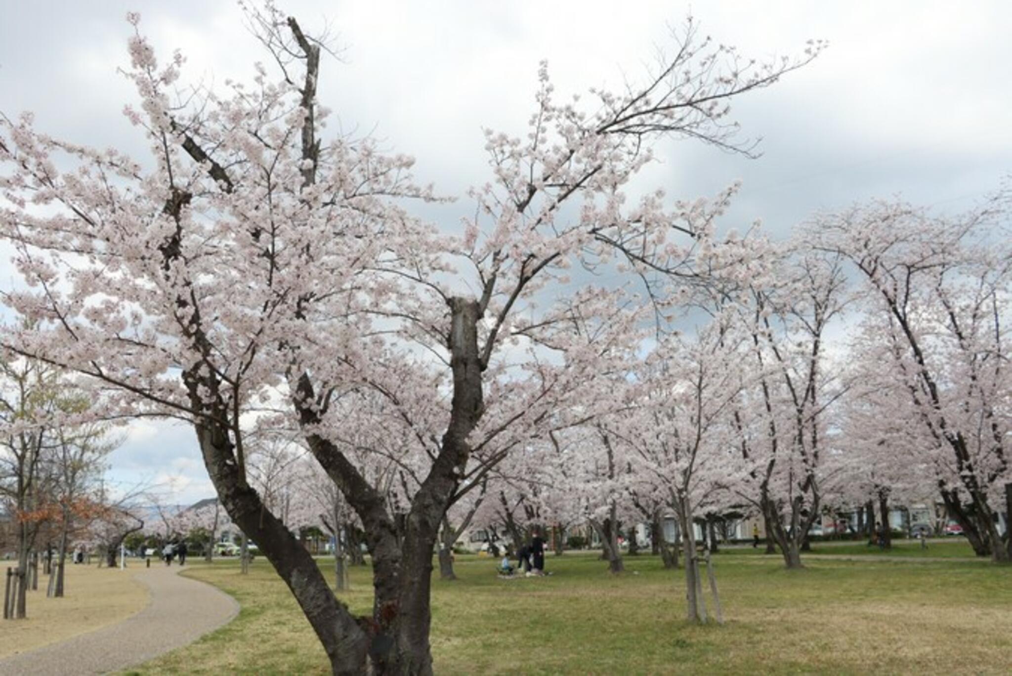 桜の森公園の代表写真2