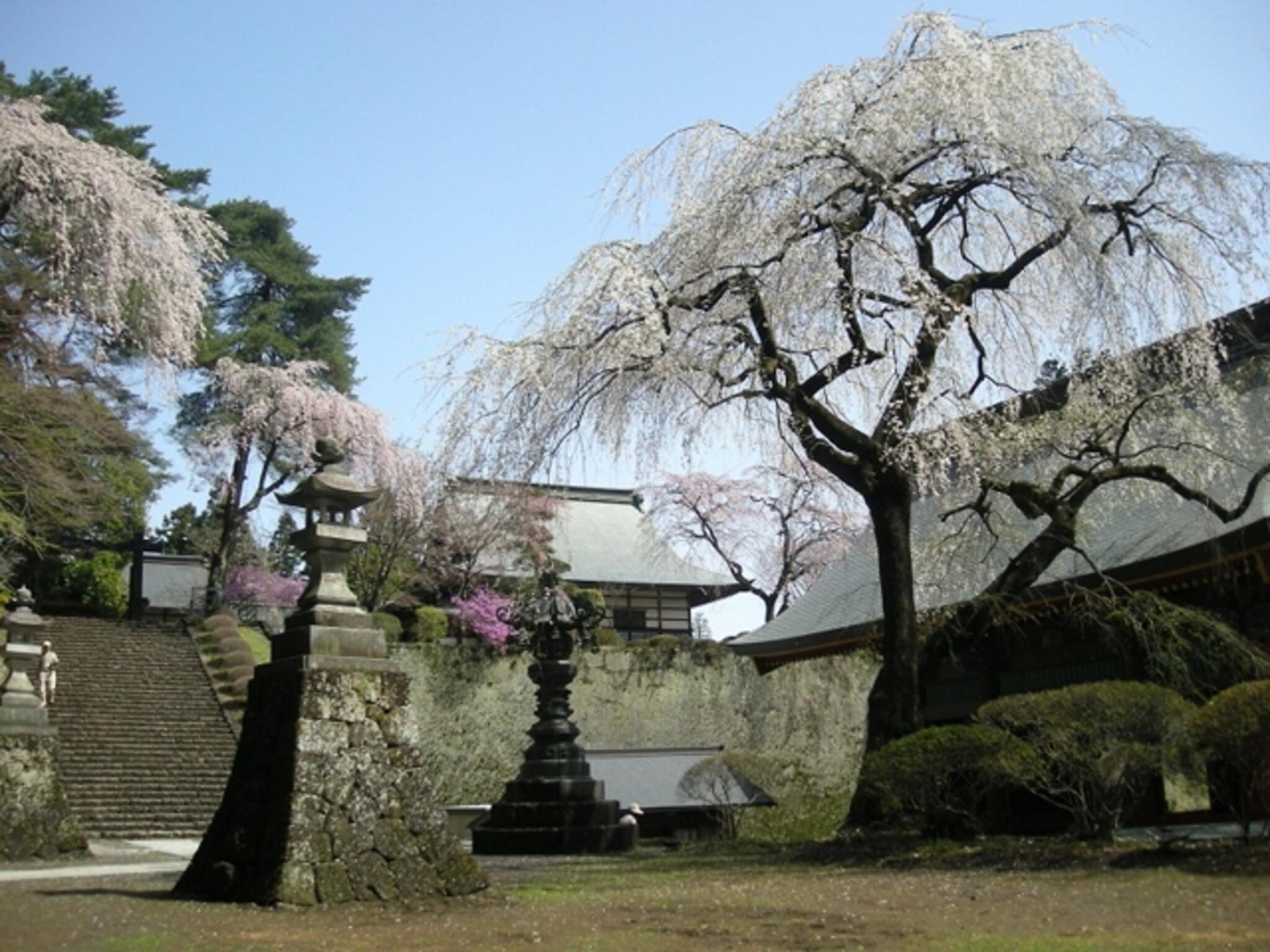 妙義神社しだれ桜の代表写真2