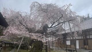 瑞龍寺のしだれ桜のクチコミ写真3