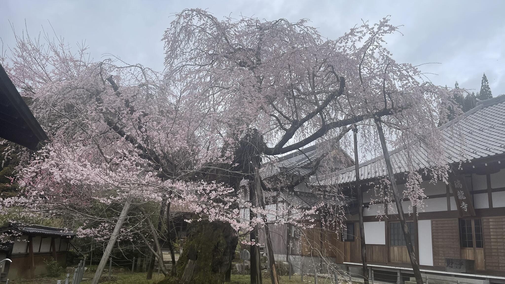 瑞龍寺のしだれ桜の代表写真3