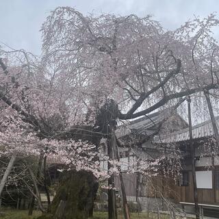 瑞龍寺のしだれ桜の写真3