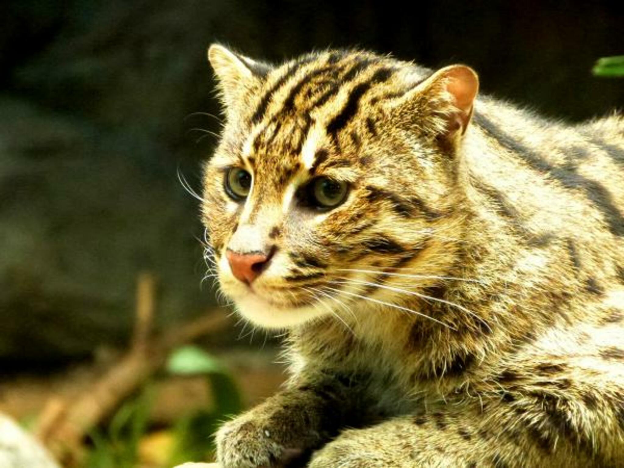 高知県立のいち動物園の代表写真8