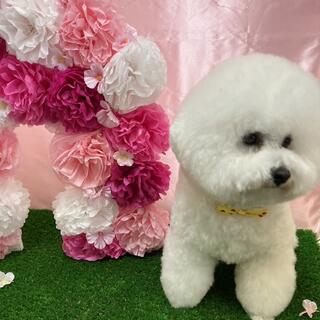 Elmo dogsalonの写真1