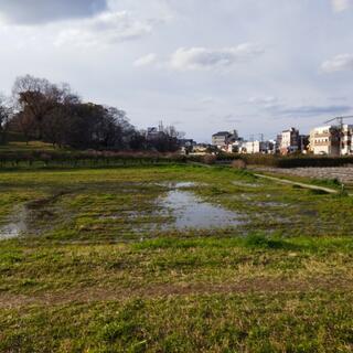 城山古墳史跡公園周濠花菖蒲園の写真11