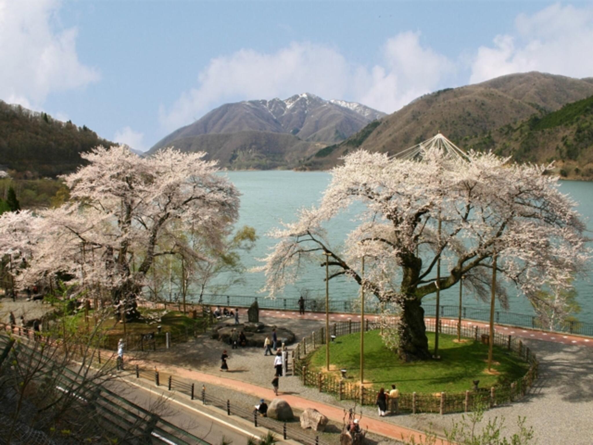 荘川桜の代表写真5