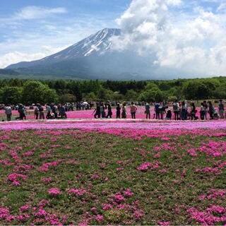 富士芝桜まつり 富士山うまいものフェスタの写真4