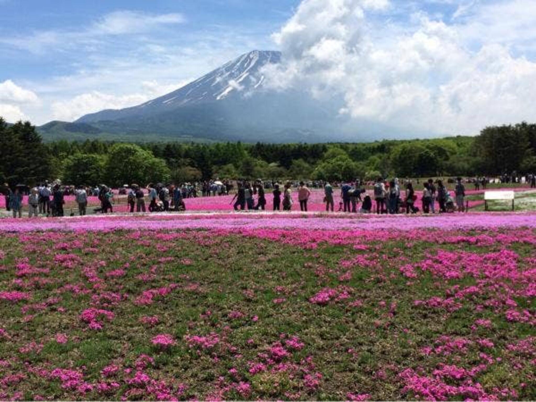 富士芝桜まつり 富士山うまいものフェスタの代表写真4