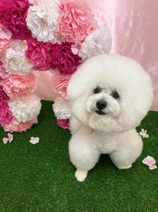 Elmo dogsalonのクチコミ写真2