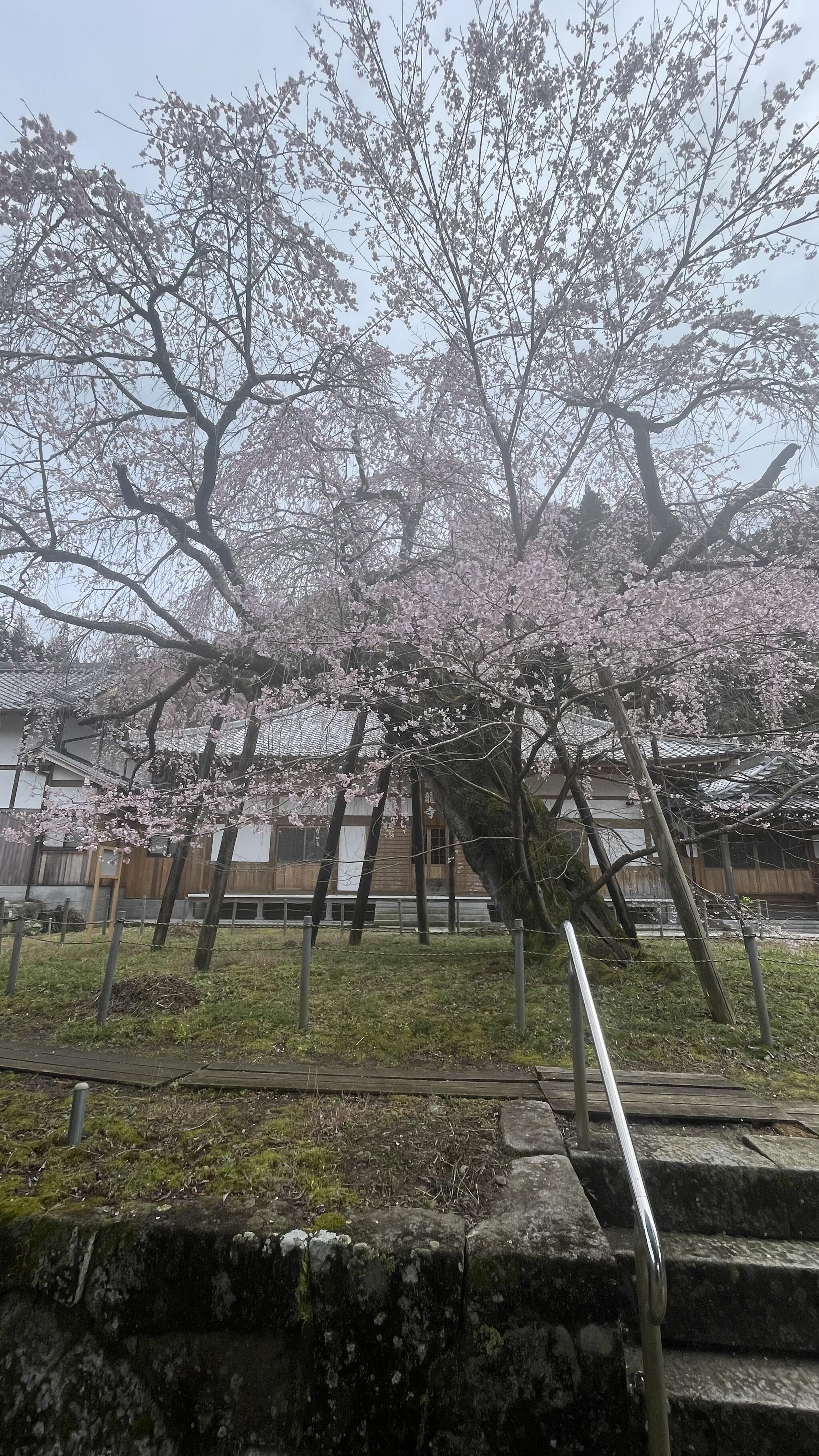 瑞龍寺のしだれ桜の代表写真4