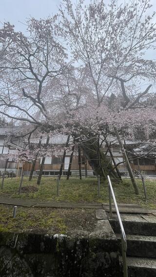 瑞龍寺のしだれ桜のクチコミ写真1