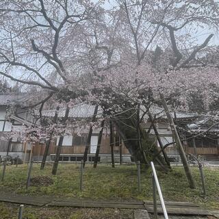 瑞龍寺のしだれ桜の写真4