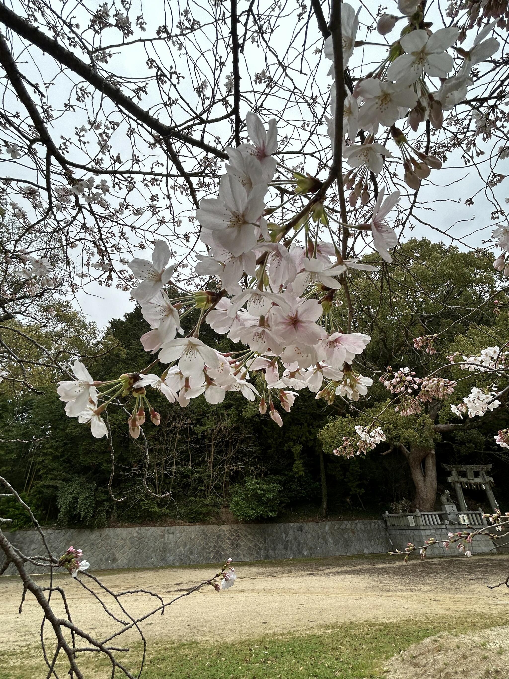 綱分八幡宮の代表写真2