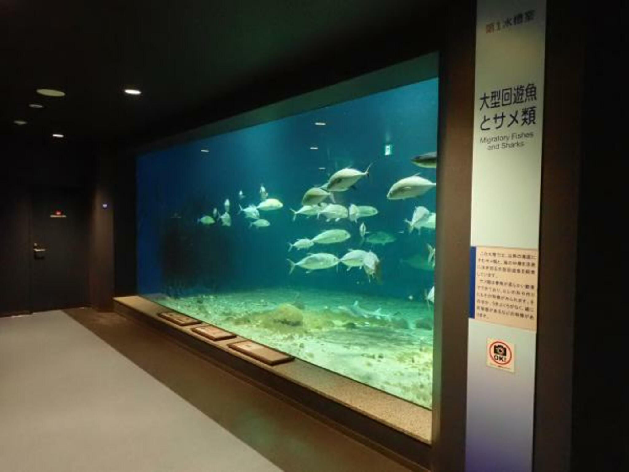 京都大学白浜水族館の代表写真1