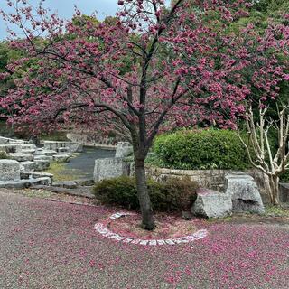 花博記念公園鶴見緑地の写真20